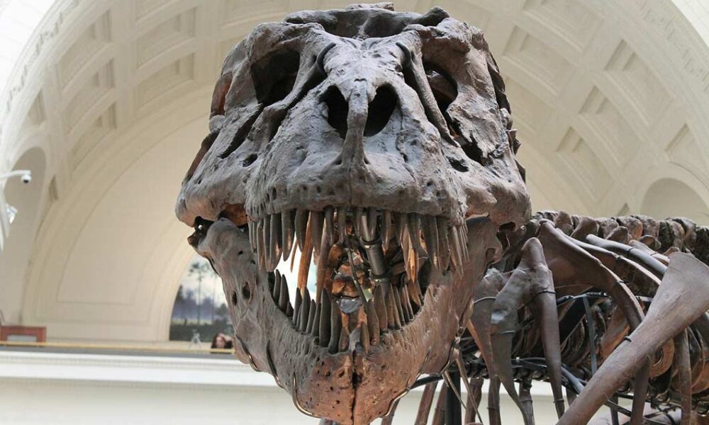 t rex