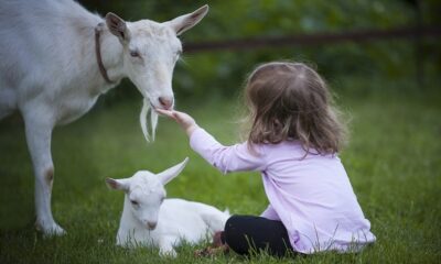 Medjunarodni dan zastite zivotinja