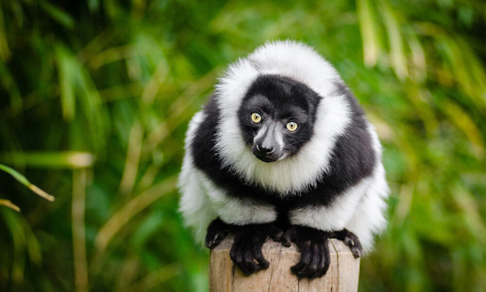 lemur