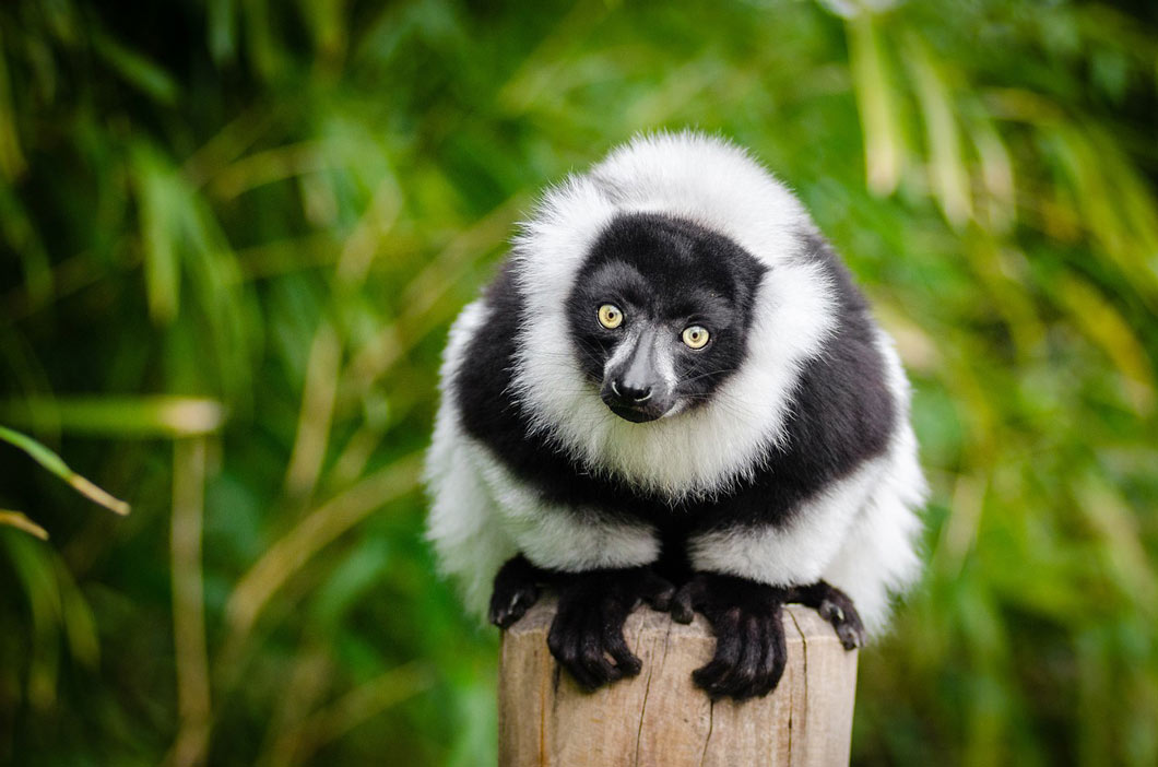 lemur
