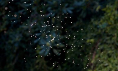 Nives Sertić: Pejzaži