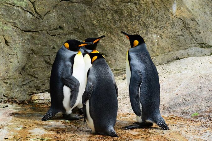 pingvini povijest