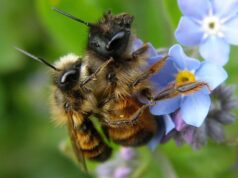 uzgoj pčela u Zagrebu i dalje zabranjen