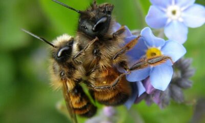 uzgoj pčela u Zagrebu i dalje zabranjen