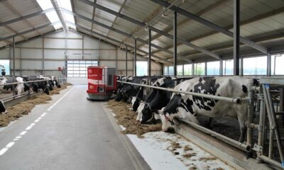 zašto krave proizvode mlijeko