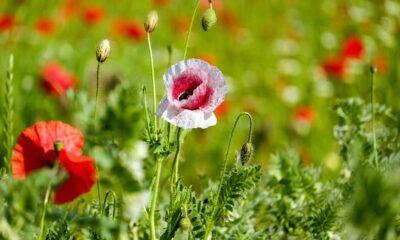 divlje cvijeće zaštita prirode