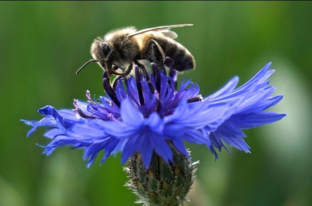 Reakcija Prijatelja životinja na prosvjed pčelara u Zagrebu