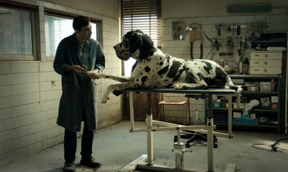 motovun film festival