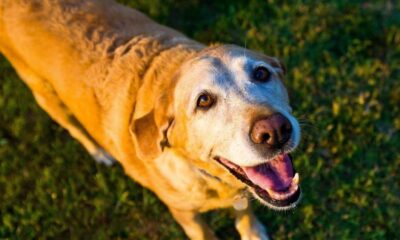 Medjunarodni dan beskucnih zivotinja