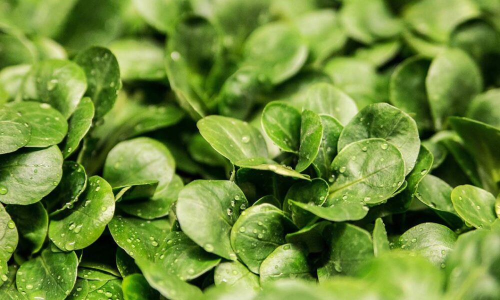 salata svemir