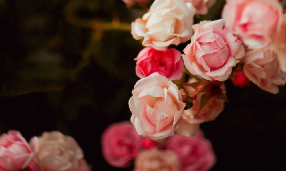 LA VIE EN ROSE