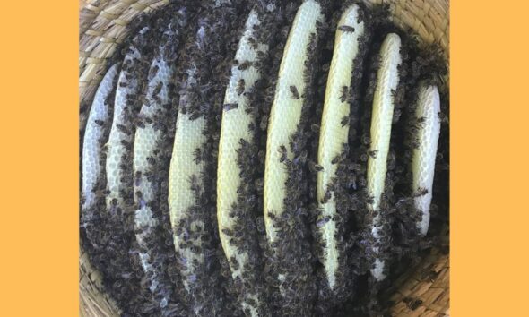 Pčele izložba u TMNT