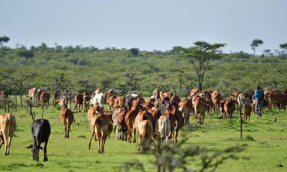 masai