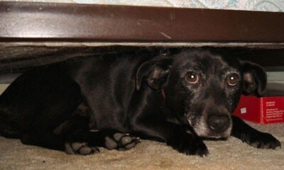 Petarde su zabranjene