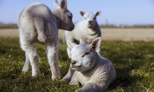 Veganuary: sjajna novogodišnja odluka