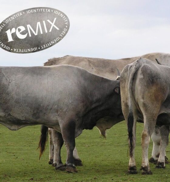 Remiks identiteta 10