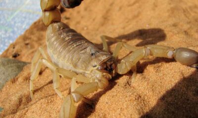 skorpion