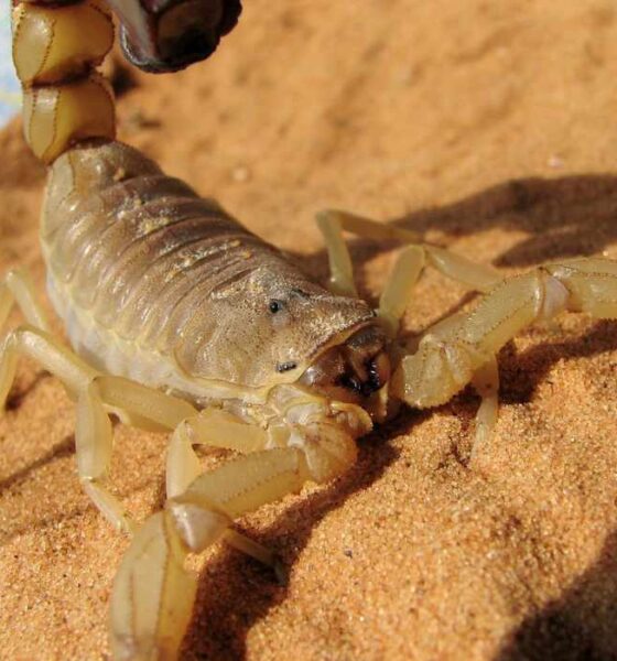 skorpion