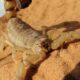 skorpion
