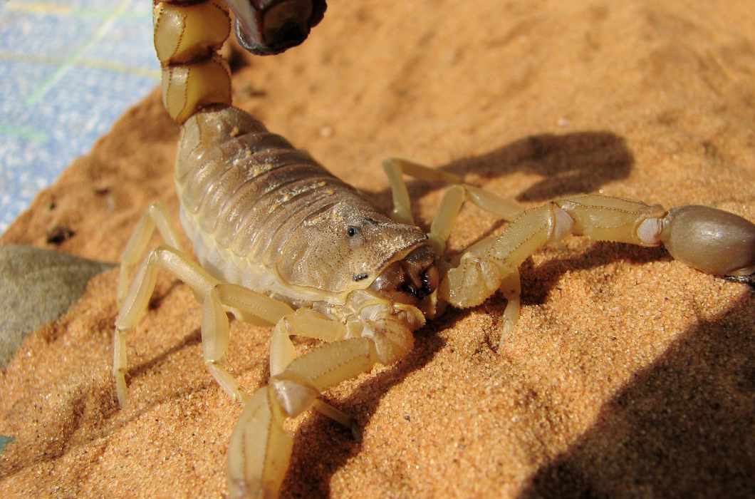 skorpion