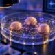 Ilustracija triju ljudskih moždanih organoida povezanih neuralnim vlaknima na laboratorijskom čipu.