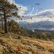 Vjetrovita šuma i travnjak u klimatskom ekosustavu