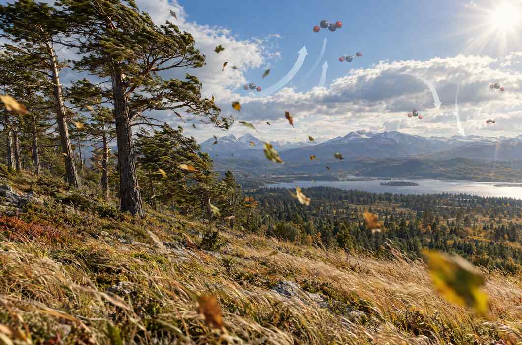 Vjetrovita šuma i travnjak u klimatskom ekosustavu